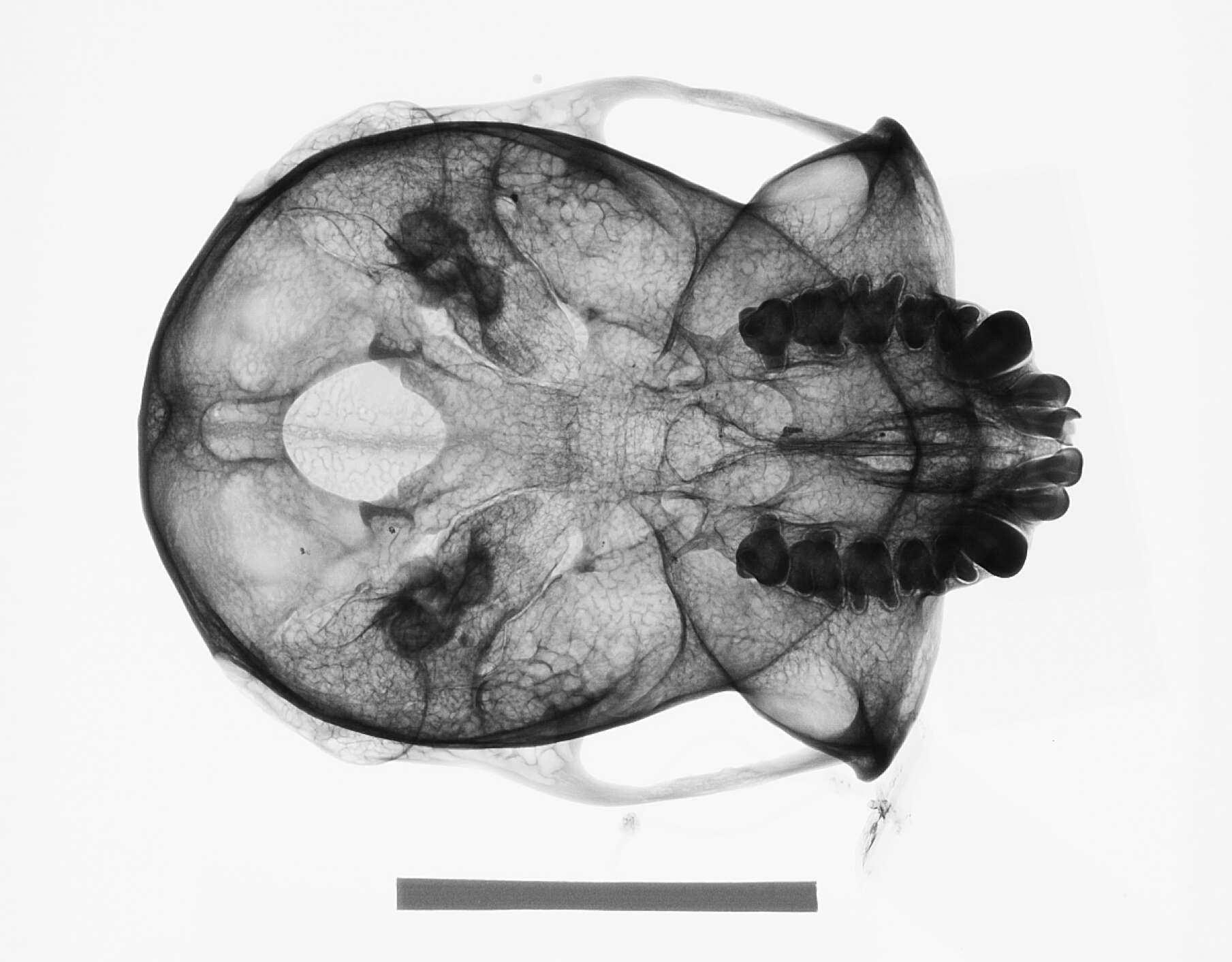 Image of Presbytis rubicunda rubicunda (Müller 1838)