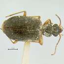 Слика од Anchonoderus unicolor Chaudoir 1850