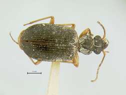 Image of Anchonoderus unicolor Chaudoir 1850