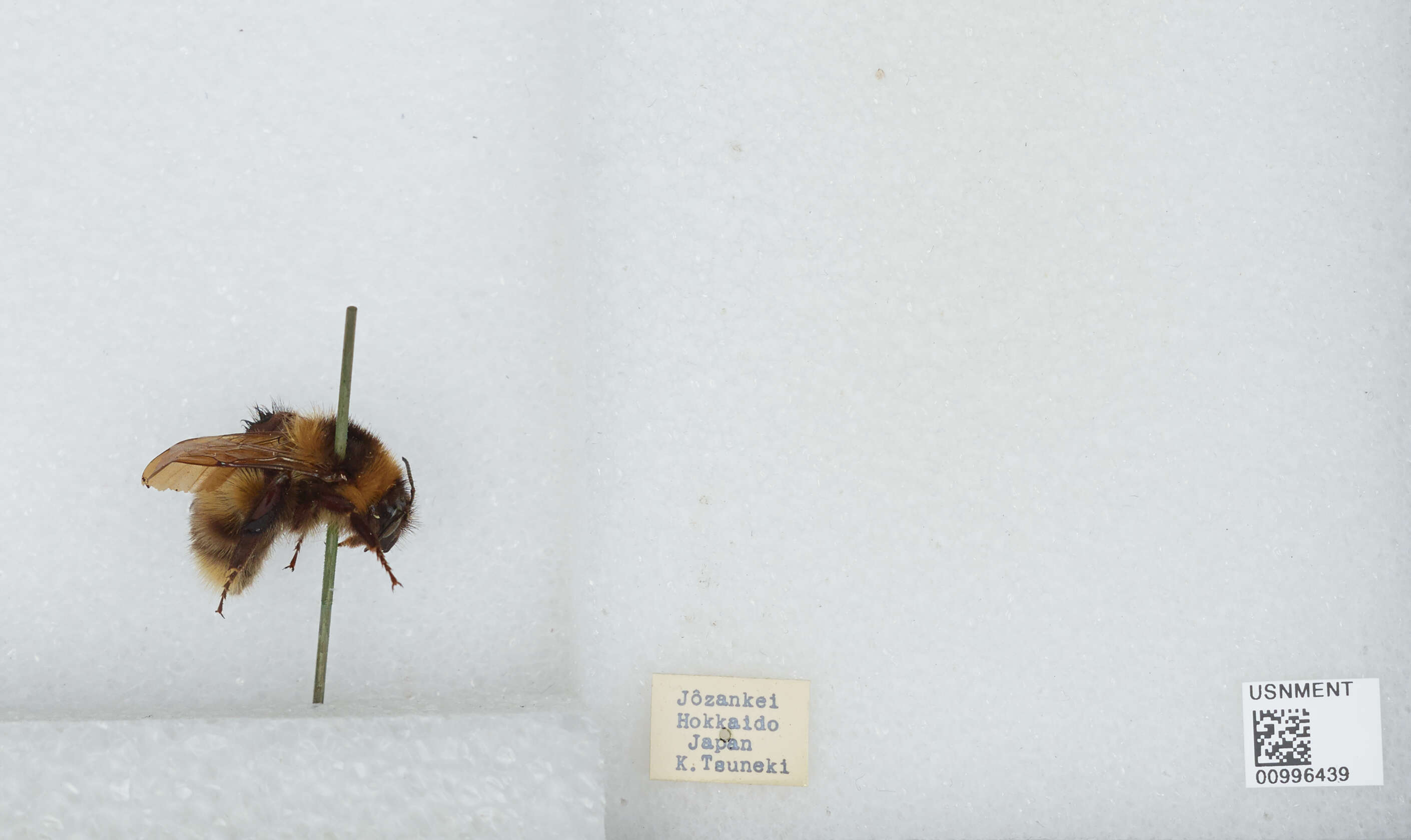 Imagem de Bombus diversus Smith 1869