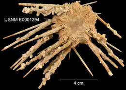 Image of Stylocidaris effluens Mortensen 1927