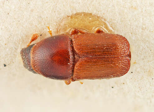 Слика од Scolytus bicallosus Eggers 1933