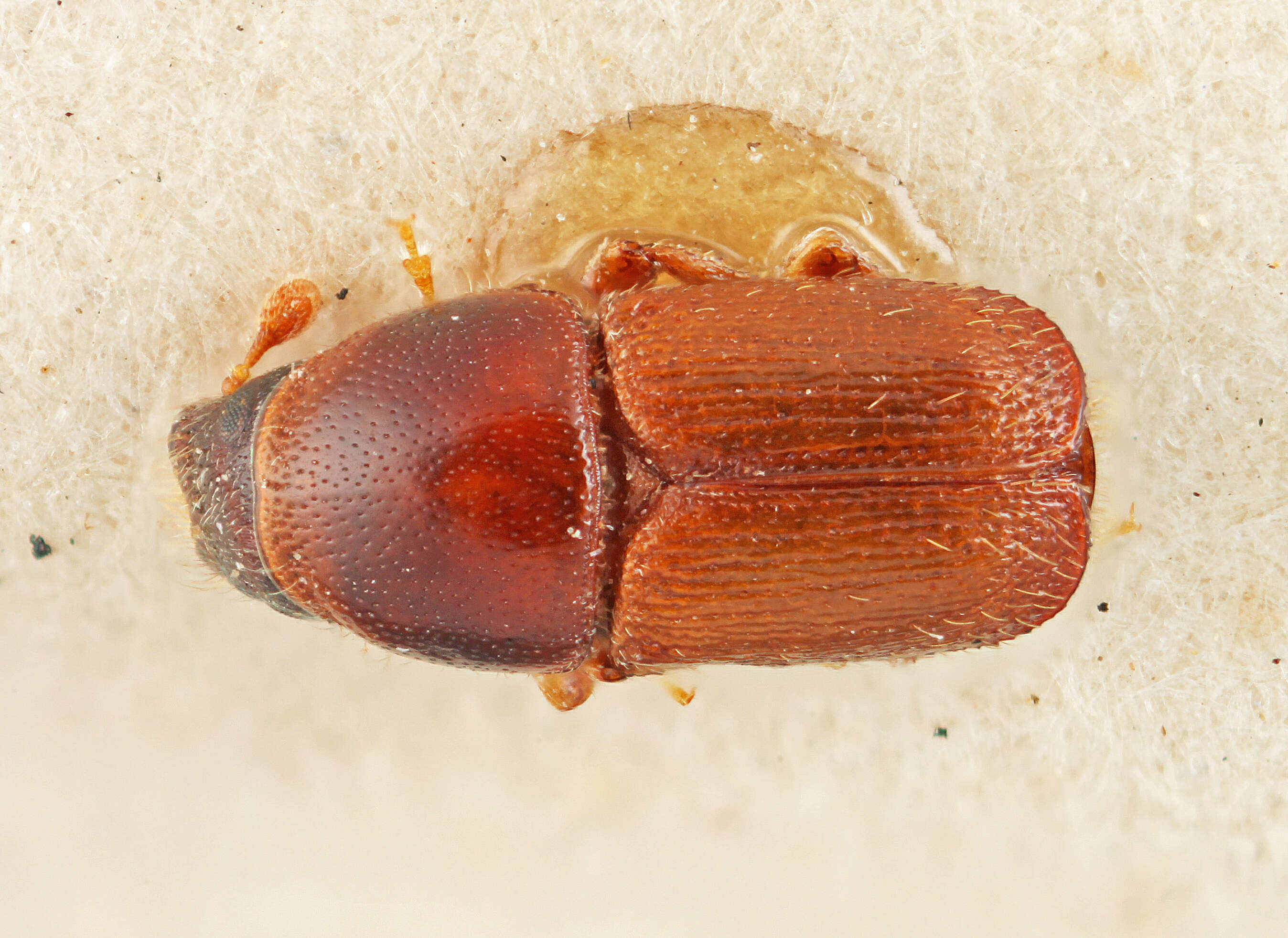 Слика од Scolytus bicallosus Eggers 1933