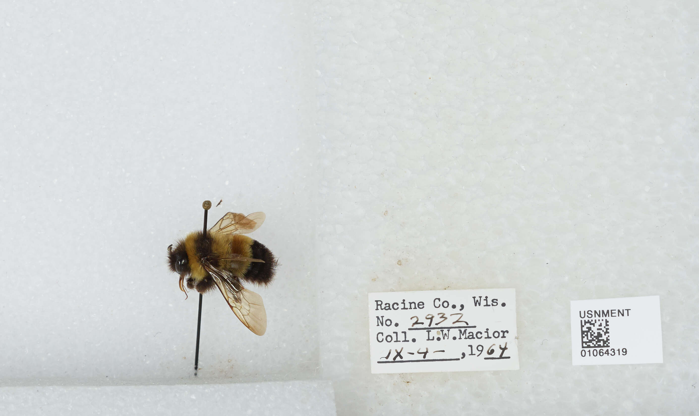 Слика од Bombus affinis Cresson 1864