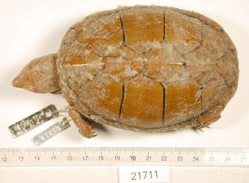 Image of Sonoyta mud turtle