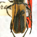 Image of Crossidius pulchellus retractus Casey 1912