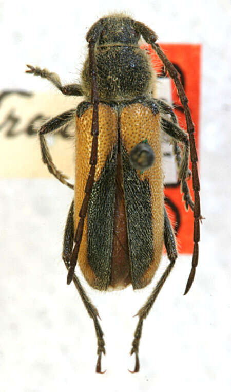 Image of Crossidius pulchellus retractus Casey 1912