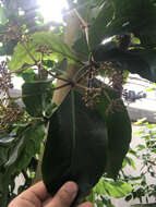 Image of Kauai catchbirdtree
