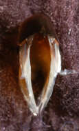 Image of Coffee bean scaled squid