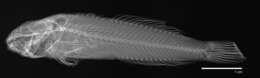 Cottus asperrimus Rutter 1908 resmi