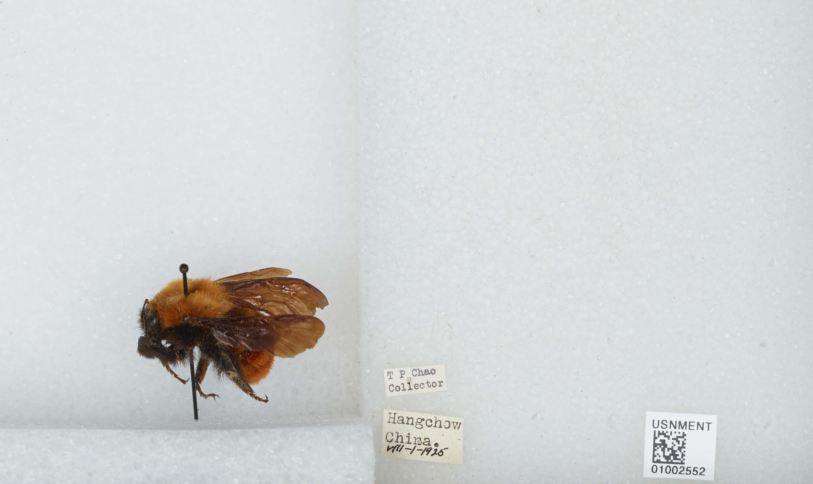 Image of Bombus atripes Smith 1852