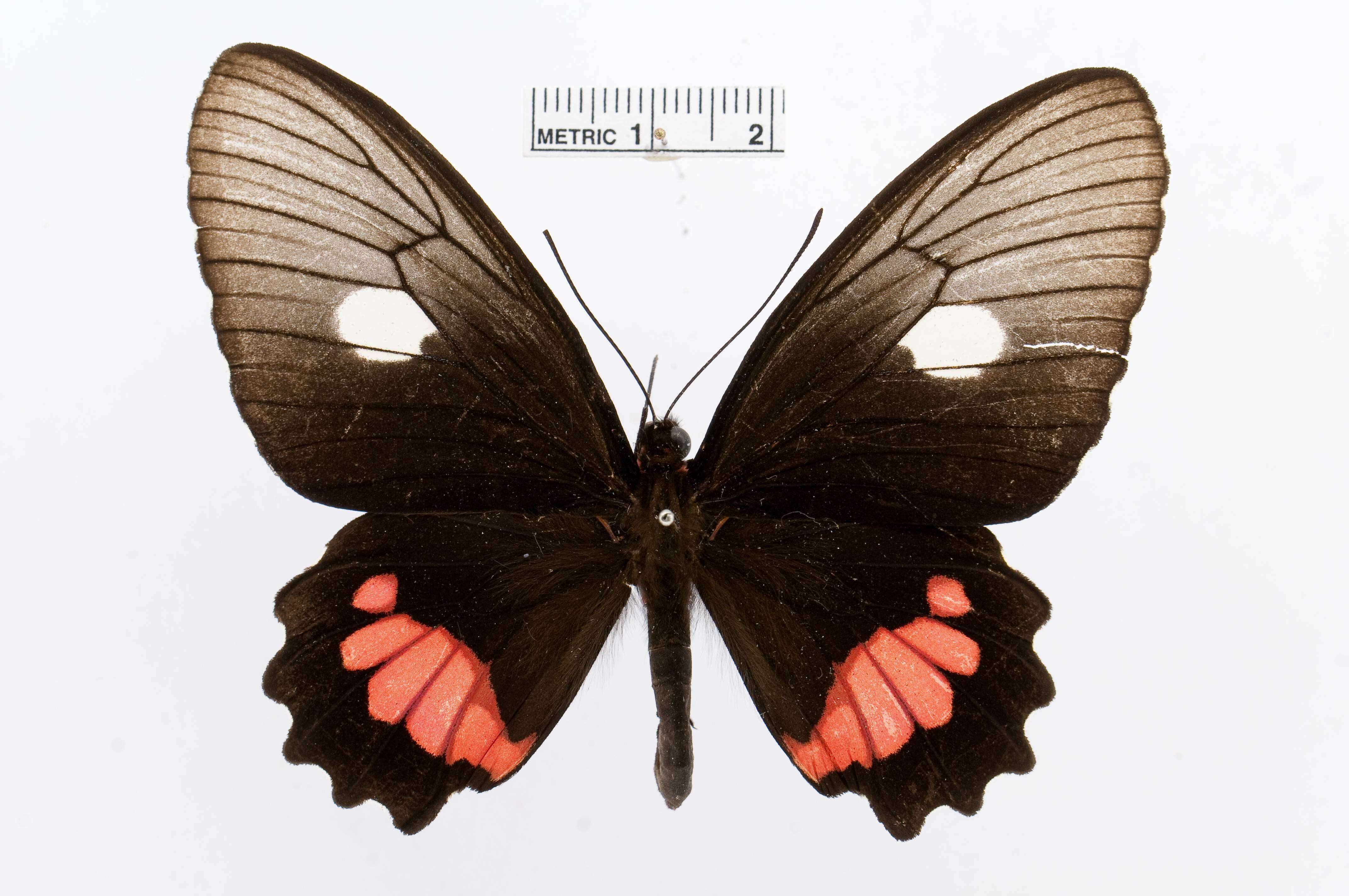 Image of Parides vertumnus (Cramer (1779))