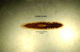 Image of Flatworm