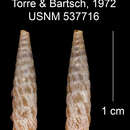 Imagem de Tomelasmus irroratus infernalis C. Torre & Bartsch 1972