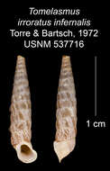 Imagem de Tomelasmus irroratus infernalis C. Torre & Bartsch 1972