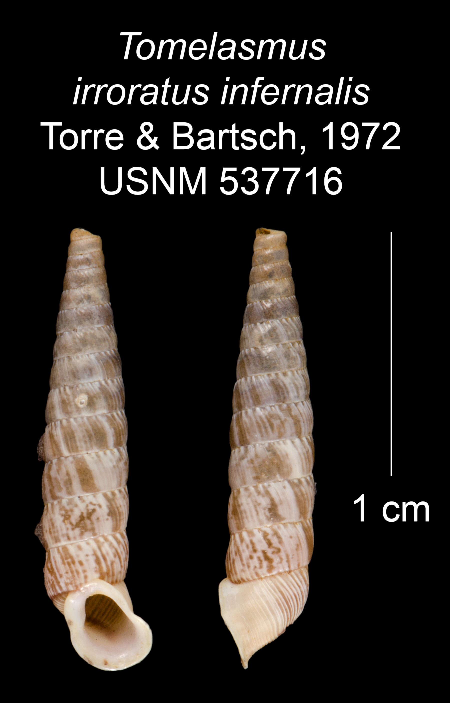 Imagem de Tomelasmus irroratus infernalis C. Torre & Bartsch 1972