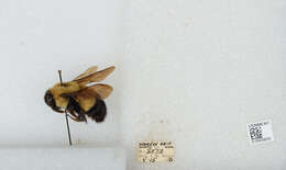 Слика од Bombus affinis Cresson 1864