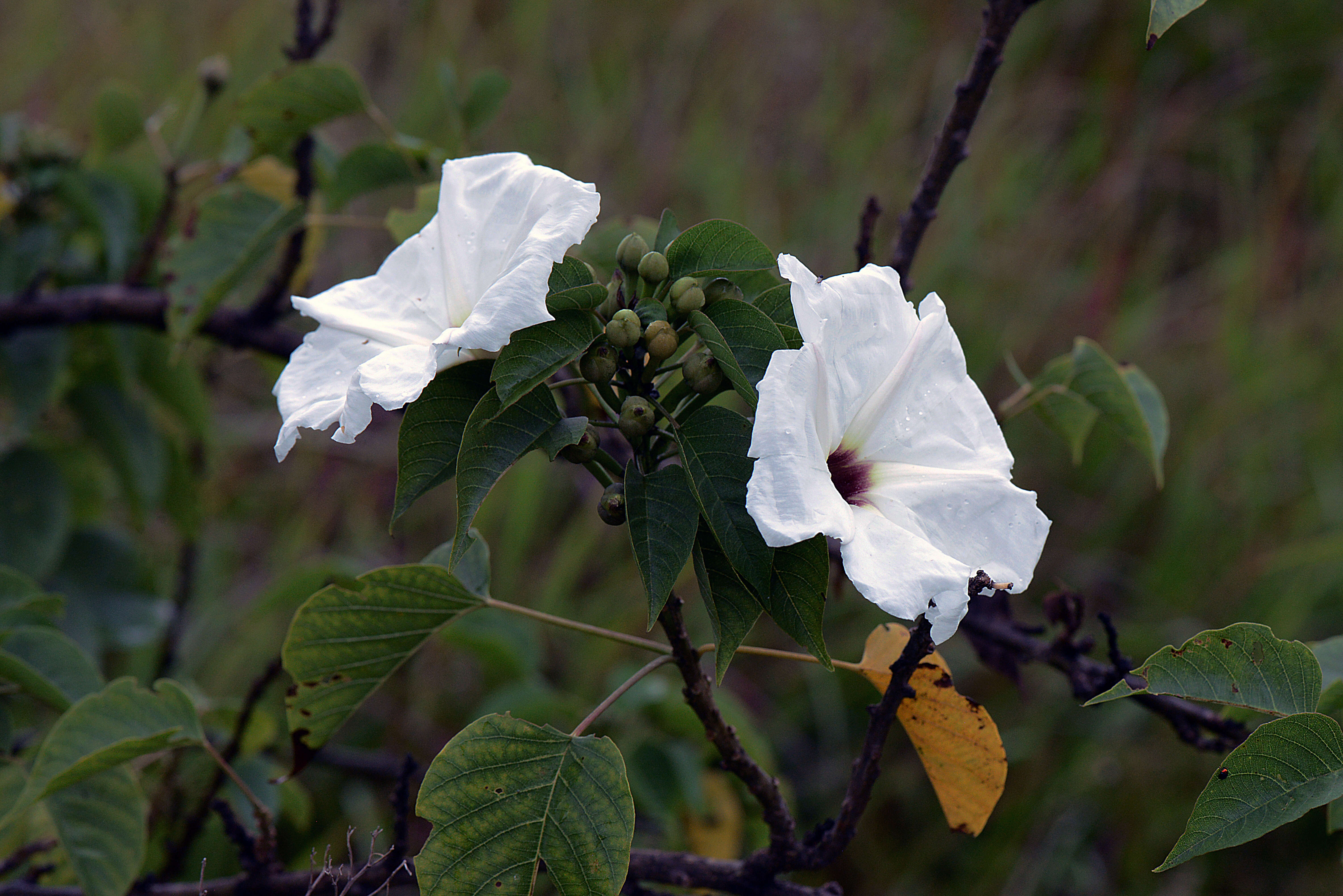 Image of tree morning glory