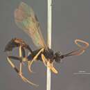 Image of Scopesis gesticulator tarda (Provancher 1875)
