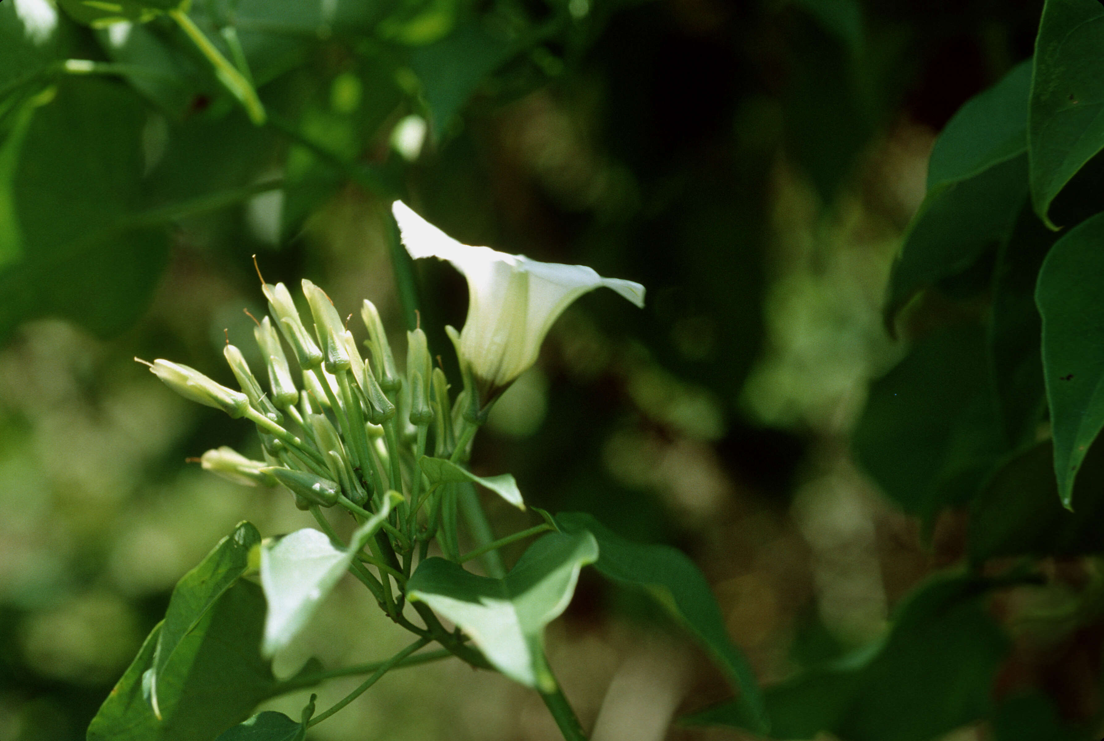 Image of Christmas vine