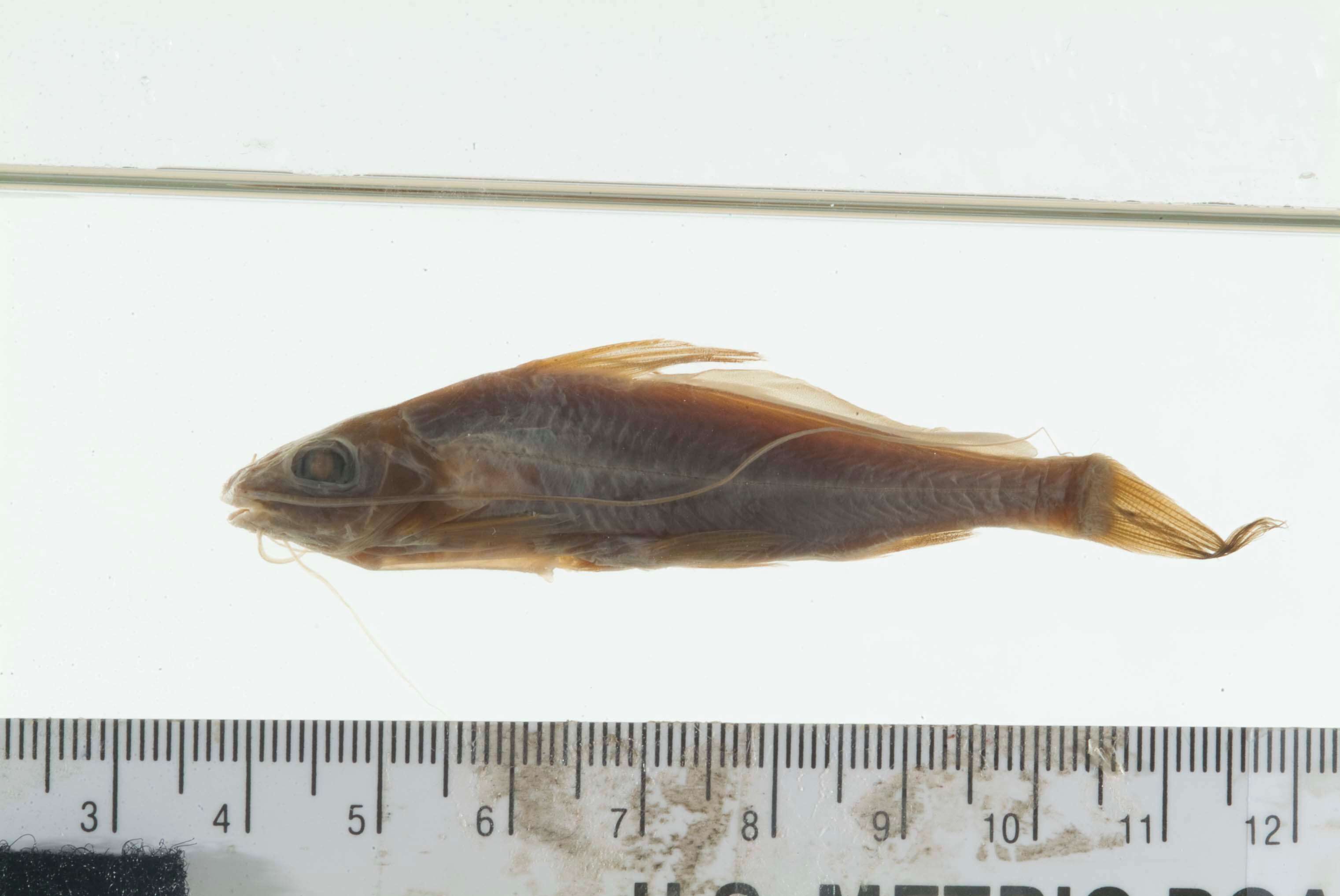 صورة Mystus nigriceps (Valenciennes 1840)