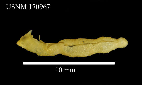 Image de <i>Phascolion strombus</i>