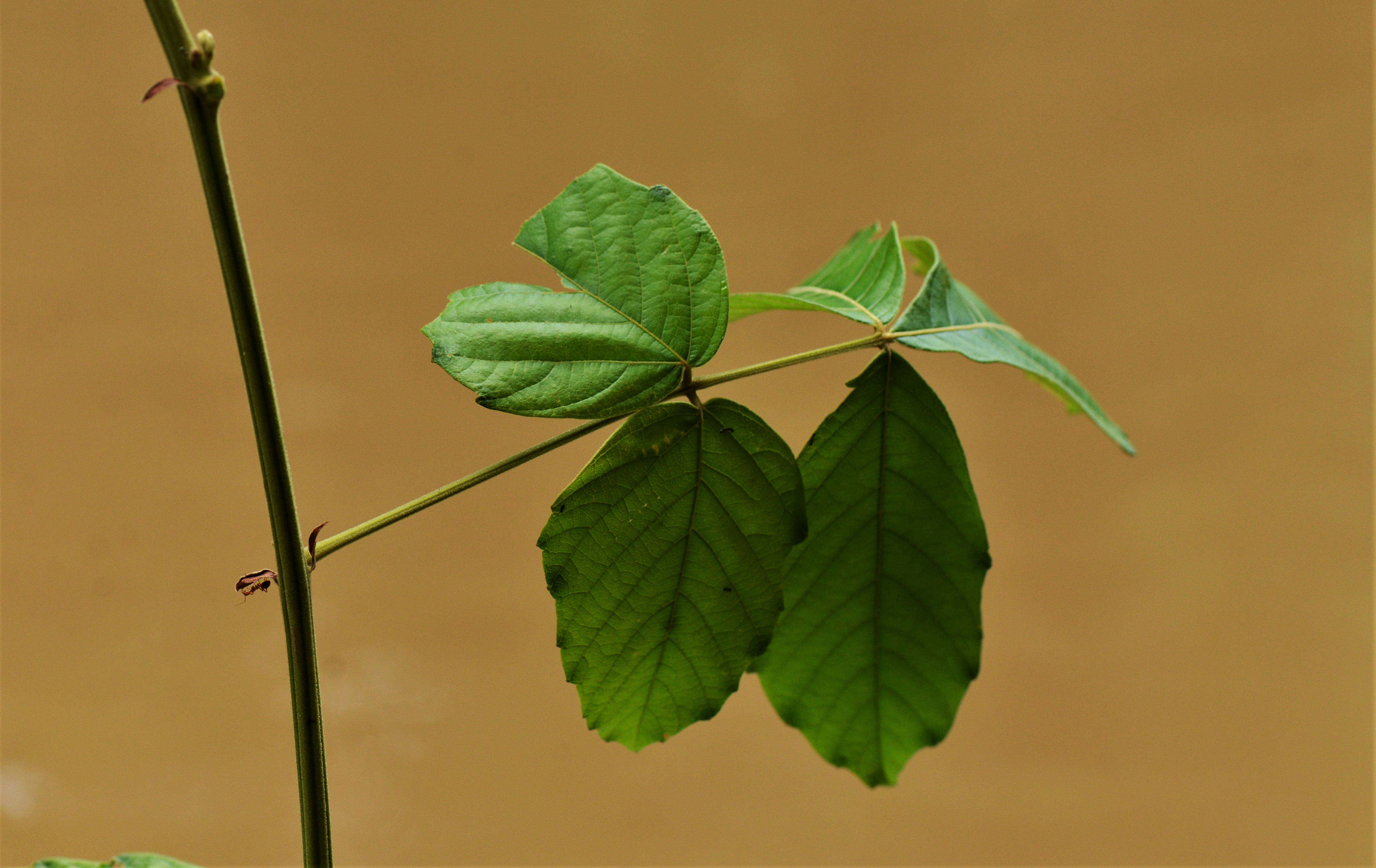 Слика од Paullinia dasystachya L. Radlk.