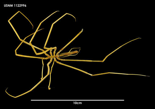 Image of Colossendeis megalonyx Hoek 1881