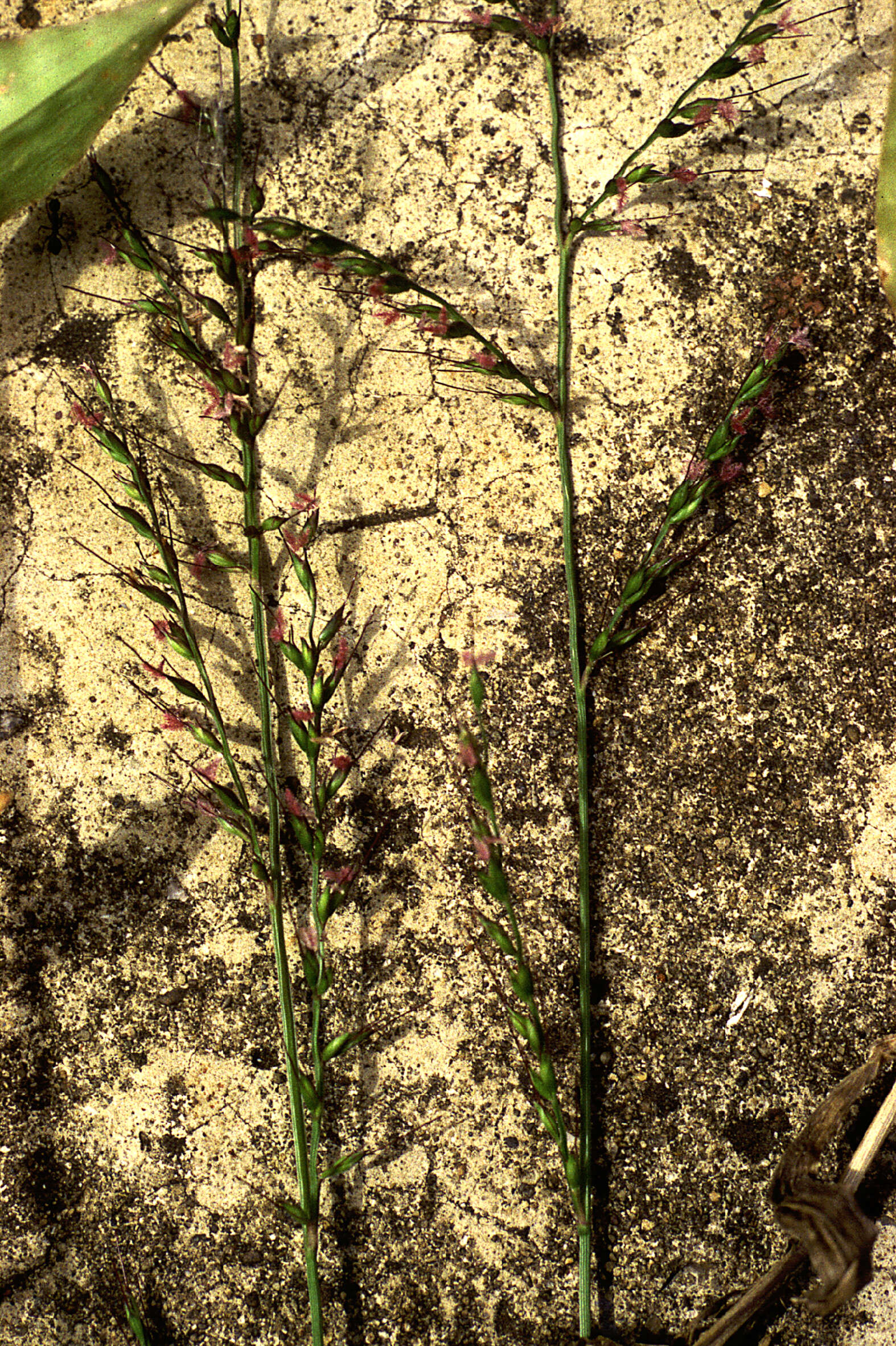 Image de Setaria palmifolia (J. Koenig) Stapf