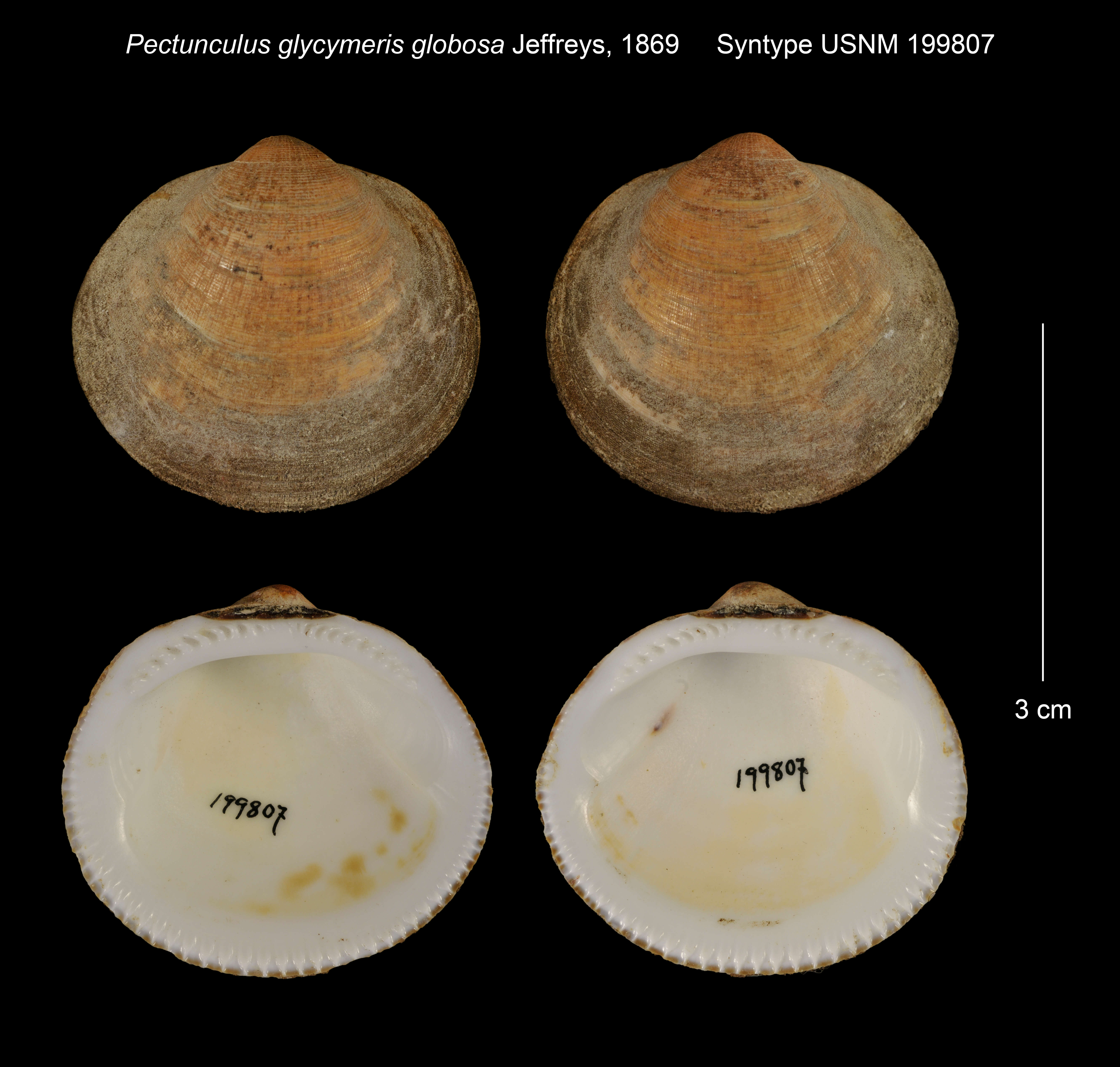 Слика од Glycymeris glycymeris (Linnaeus 1758)