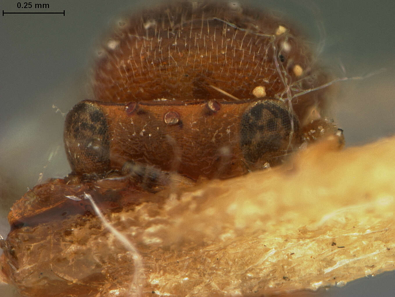 Image of Encyrtocephalus simplicipes Ashmead 1900