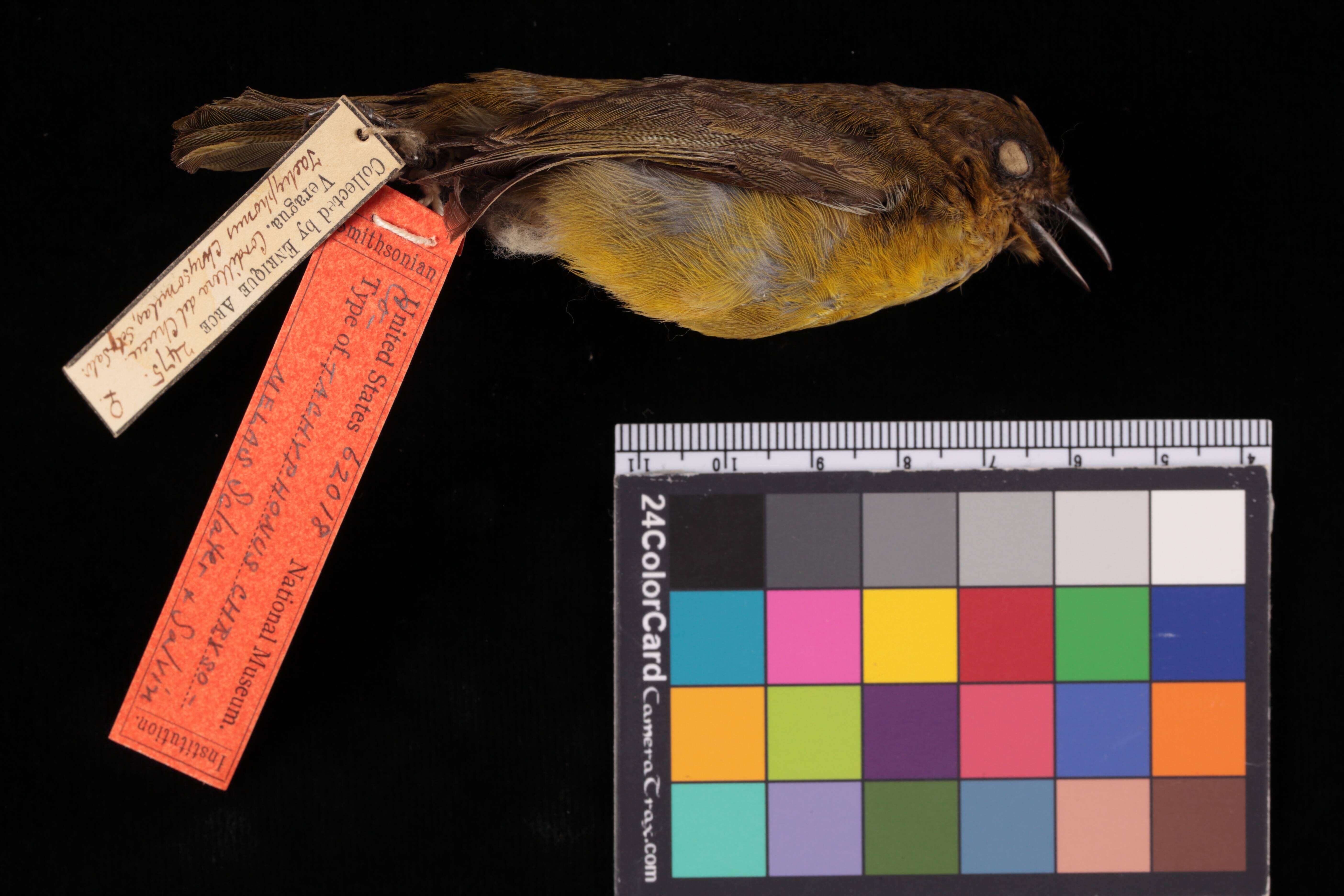 Image of Chrysothlypis chrysomelas chrysomelas (Sclater, PL & Salvin 1869)