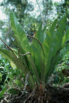 Image of Scalloped Laceleaf