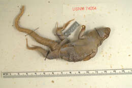 صورة Leiocephalus personatus scalaris Cochran 1932