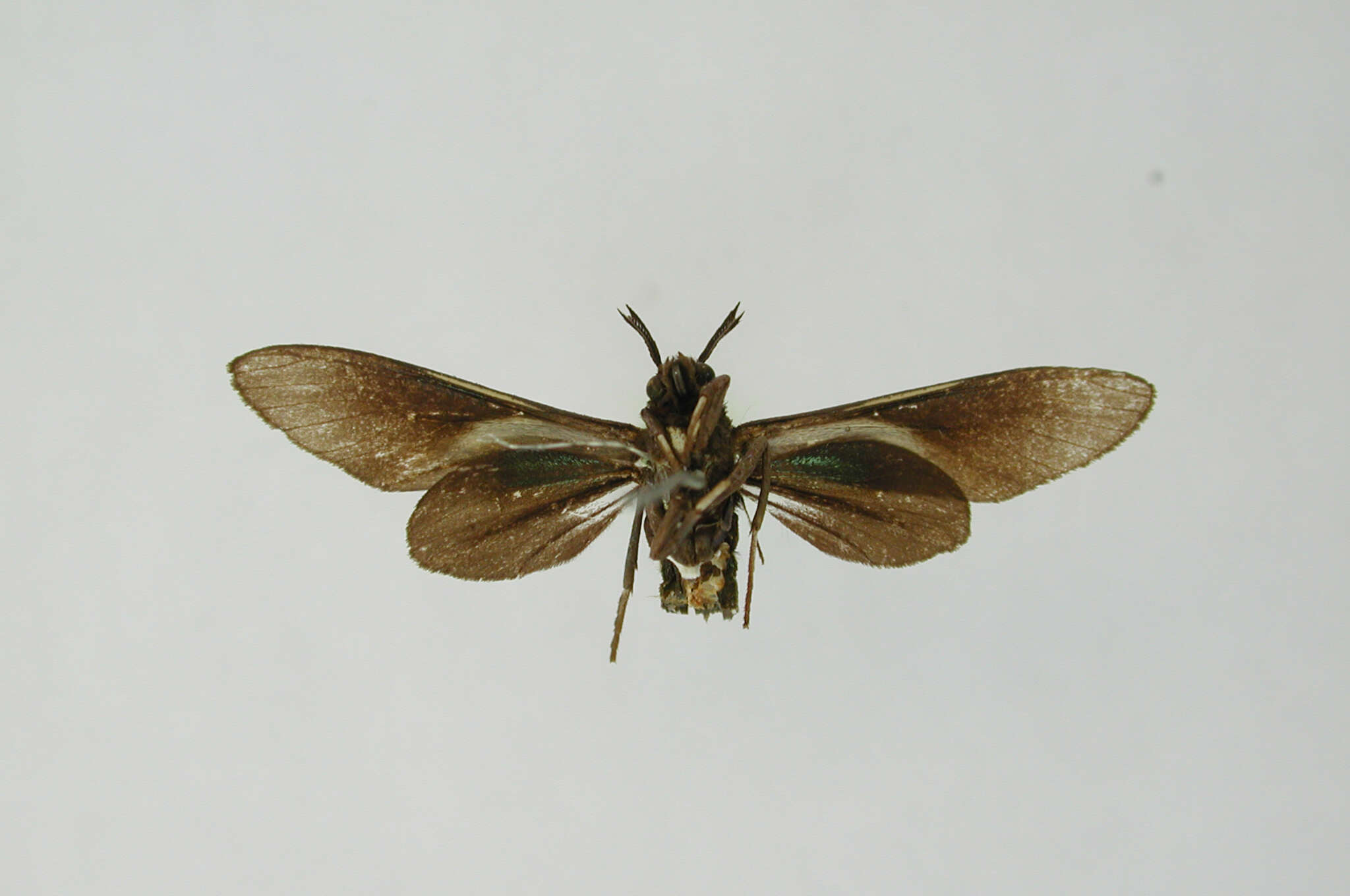 Image of Ceramidia Butler 1876