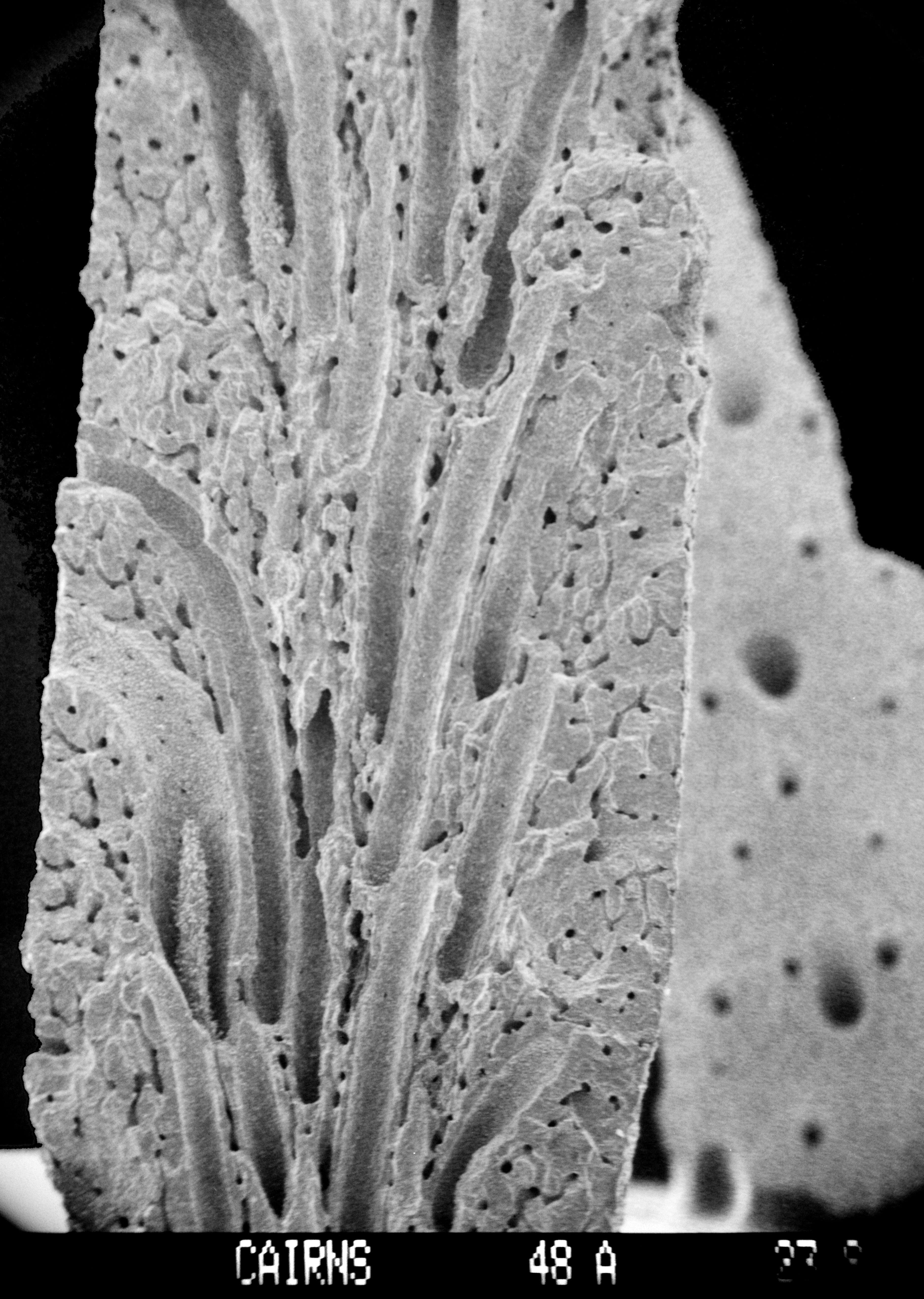 Image of Lepidopora granulosa (Cairns 1983)