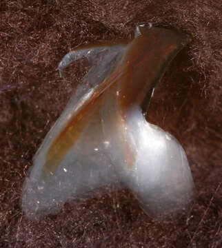 Image of Lepidoteuthis Joubin 1895