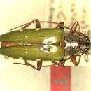 Image of Tmesisternus viridipennis Breuning 1940