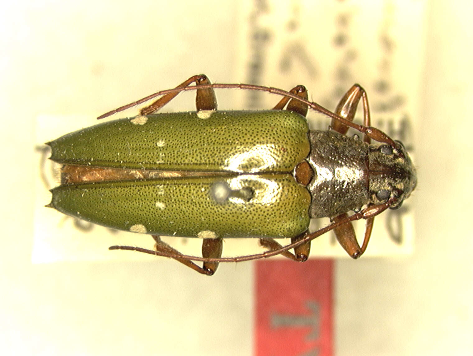 Image of Tmesisternus viridipennis Breuning 1940