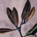 Image of Luehea splendens Rusby