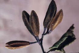 Image of Luehea splendens Rusby