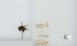 Image of Frigid Bumble Bee