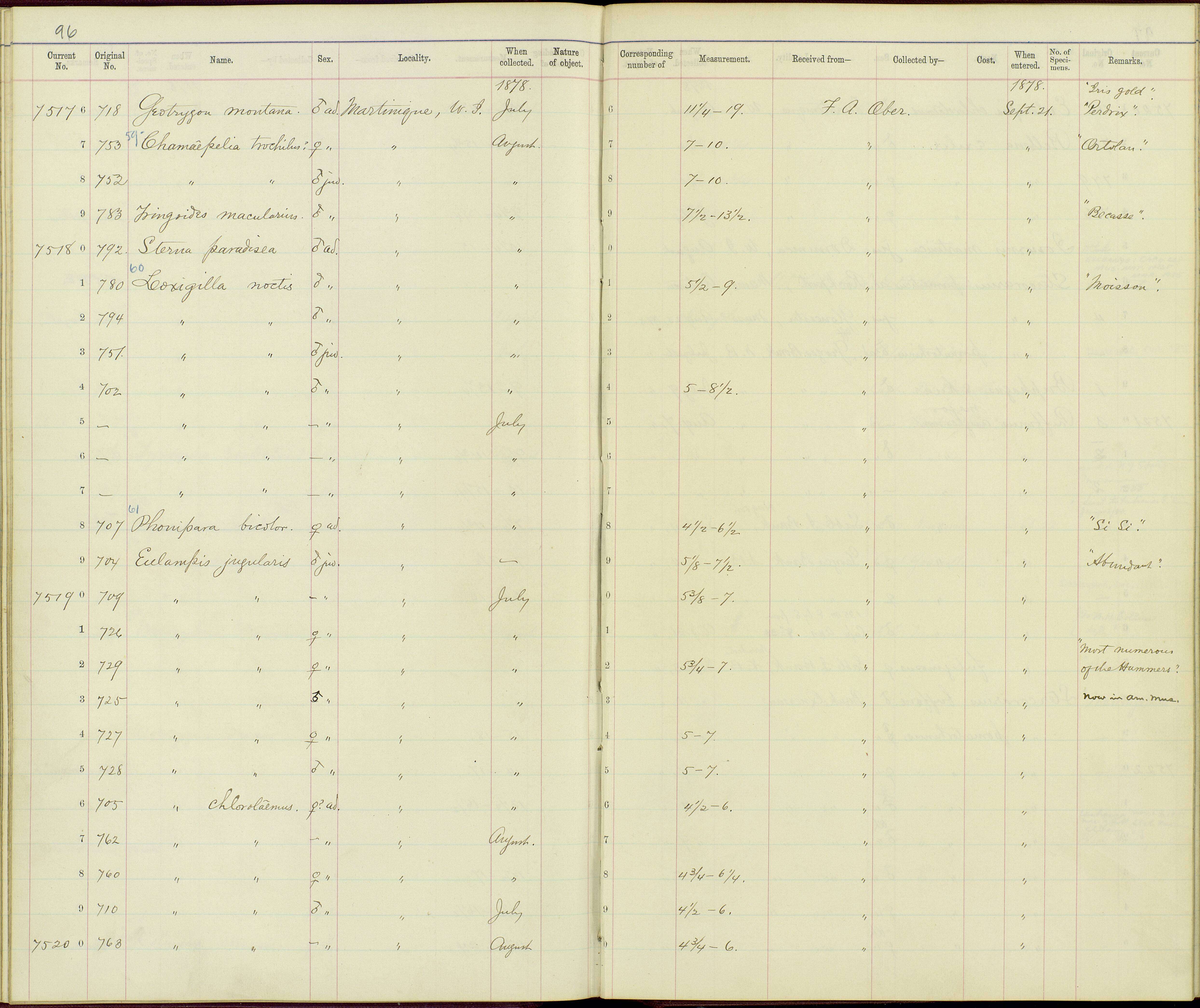 Image of Eulampis Boie & F 1831