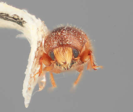 Image of Scolytodes pilifer Wood 1982