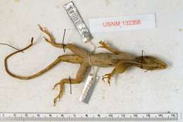 Image of Taylor's Anole