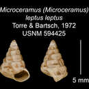 Image of <i>Microceramus <i>leptus</i></i> leptus