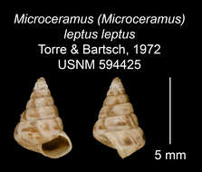 Imagem de <i>Microceramus <i>leptus</i></i> leptus