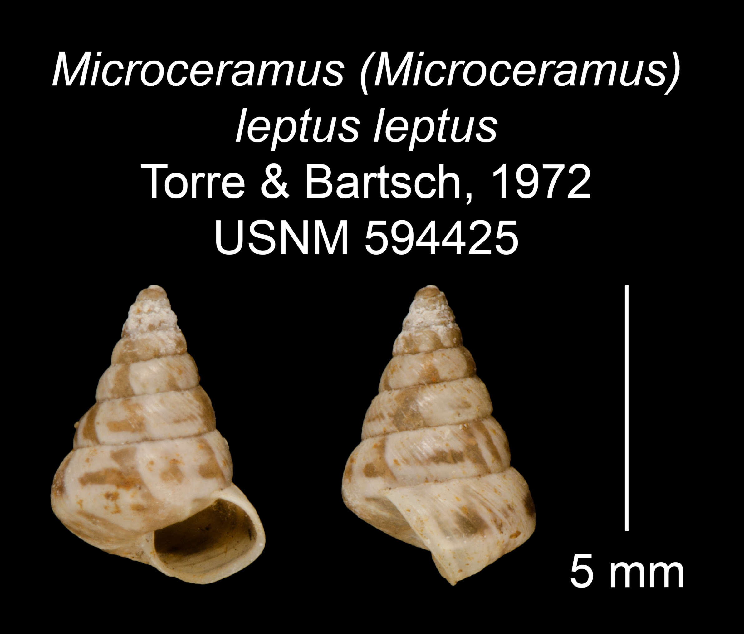 Imagem de <i>Microceramus <i>leptus</i></i> leptus