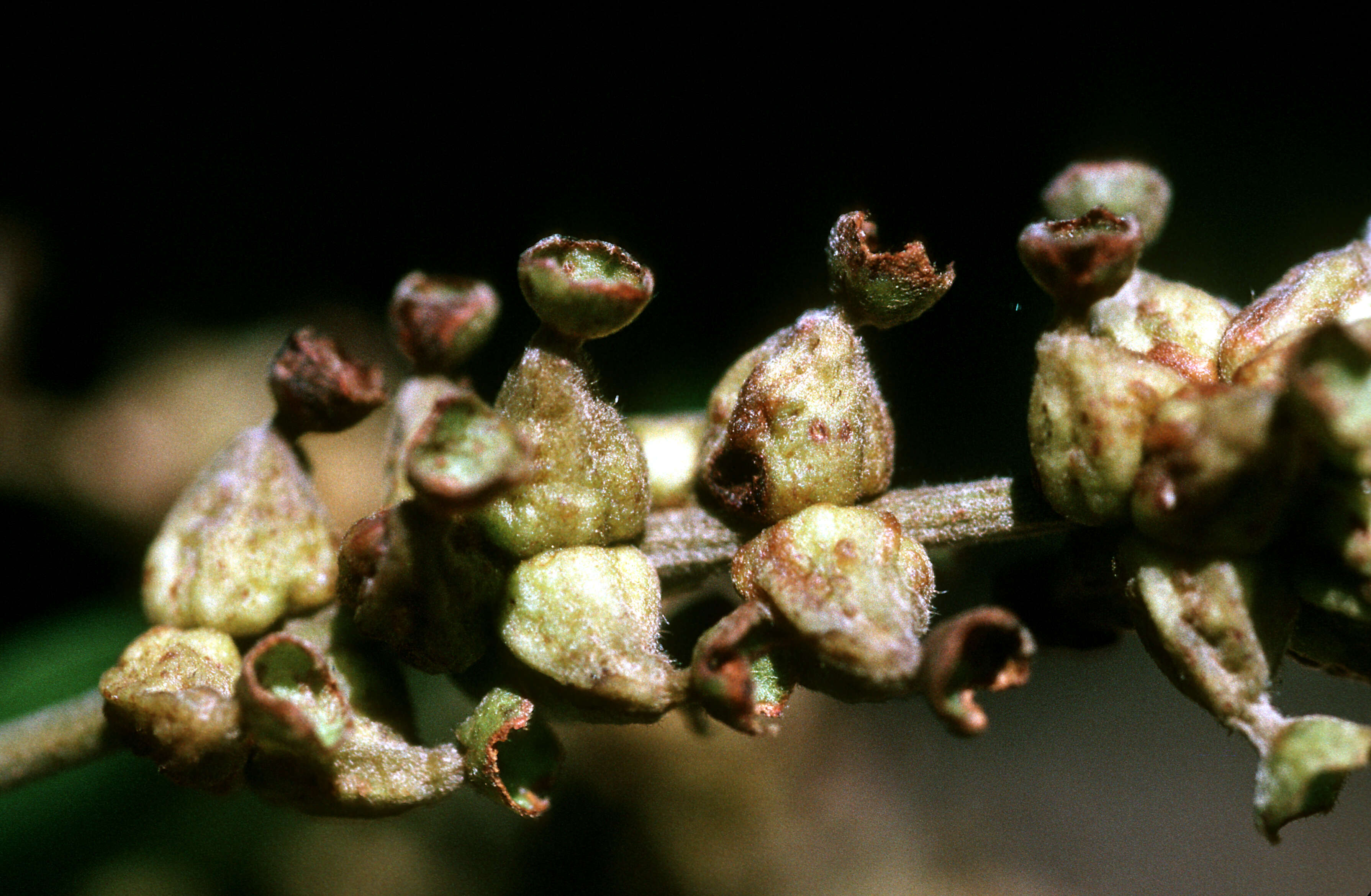 Sivun Bucida buceras L. kuva