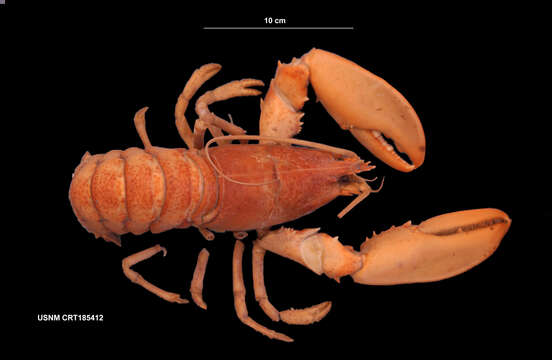 Image of American Lobster